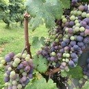 【初心者限定】ワインと友達になれるワイン教室の講座の風景
