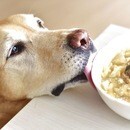 ペット食育協会主催入門講座＆犬猫ごはん料理教室の講座の風景