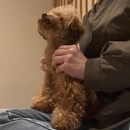 はじめてでもできる！おうちでできる愛犬のお腹ケアの講座の風景