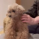 はじめてでもできる！おうちでできる愛犬のお腹ケアの講座の風景
