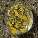 心のケア法『フラワーエッセンス🌷』の学びと体験会の講座の風景