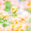 カメラで“ふんわり世界観”をつくる撮影講座の講座の風景