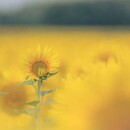 カメラで“ふんわり世界観”をつくる撮影講座の講座の風景