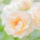 カメラで“ふんわり世界観”をつくる撮影講座の講座の風景