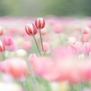 カメラで“ふんわり世界観”をつくる撮影講座の講座の風景