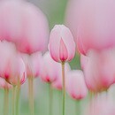 カメラで“ふんわり世界観”をつくる撮影講座の講座の風景