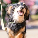 商業写真歴7年のプロの愛犬ダッシュ写真講座の講座の風景