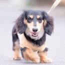 商業写真歴7年のプロの愛犬ダッシュ写真講座の講座の風景