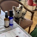 初めてでも安心！愛犬のおうちケア講座の講座の風景