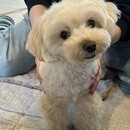 初めてでも安心！愛犬のおうちケア講座の講座の風景