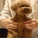 初めてでも安心！愛犬のおうちケア講座の講座の風景