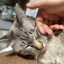 毎日使いたくなる！愛猫と飼い主さんのアロマライフの講座の風景