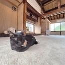 毎日使いたくなる！愛猫と飼い主さんのアロマライフの講座の風景