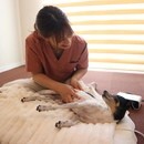 「愛犬のために何かしてあげたい」叶えるケアを一緒にの講座の風景