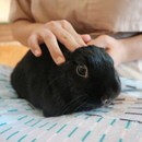 「愛犬のために何かしてあげたい」叶えるケアを一緒にの講座の風景