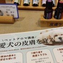 大好きなあなたの手のぬくもりが、愛犬を守るの講座の風景