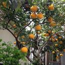 ヴァイオリン教室の講座の風景