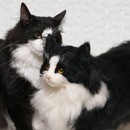 初めてでも2時間で完成、可愛い猫顔羊毛フェルト体験の講座の風景