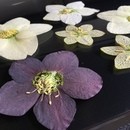 ゆららホリスティック医学療法学院の講座の風景