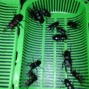 初心者向け！カブト虫の捕まえかたレクチャーの講座の風景