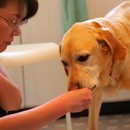 ペット食育協会主催入門講座＆犬猫ごはん料理教室の講座の風景