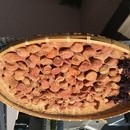 添加物なしの食事で健康に！体験や販売もありの講座の風景