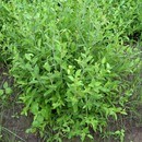 🌿植物100％ ヘナ　髪・頭皮の悩みを解消！🍃の講座の風景