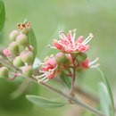🌿植物100％ ヘナ　髪・頭皮の悩みを解消！🍃の講座の風景