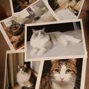 あなたの手から生まれる、やさしい猫の物語の講座の風景