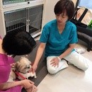 今すぐ始めよう！自宅で学ぶドッグマッサージ講座の講座の風景