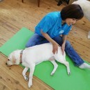 今すぐ始めよう！自宅で学ぶドッグマッサージ講座の講座の風景