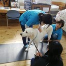 今すぐ始めよう！自宅で学ぶドッグマッサージ講座の講座の風景