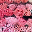 rosy tokyo バラとハーブの暮らしレッスンの講座の風景