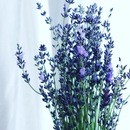 ハーブを通してマインドフルネスを体験するの講座の風景