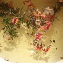 ハーブを通してマインドフルネスを体験するの講座の風景