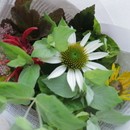 ハーブを通してマインドフルネスを体験するの講座の風景