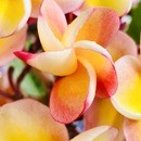 オレナのレムリアンボイスの講座の風景