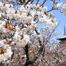 歴史人物ゆかりの地を訪ねるオンラインツアーの講座の風景