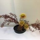 濱口志鳳 花研究所の講座の風景