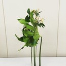 濱口志鳳 花研究所の講座の風景