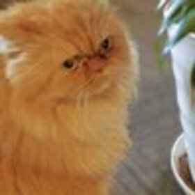 はなよいのプロフィール写真