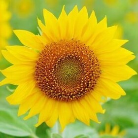 T Mのプロフィール写真